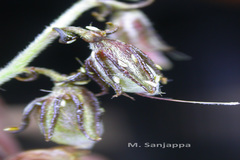 Crotalaria ramosissima